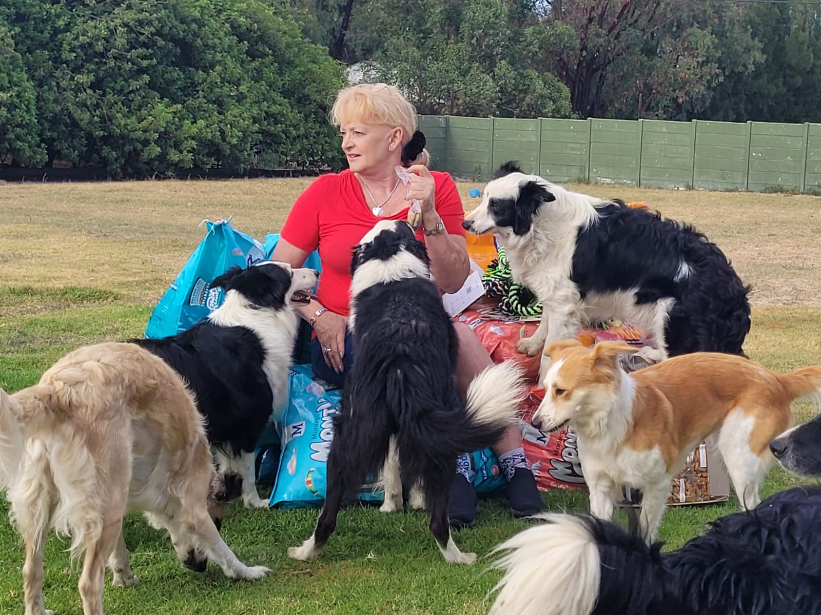 Border Collie Rescue, Cape Town